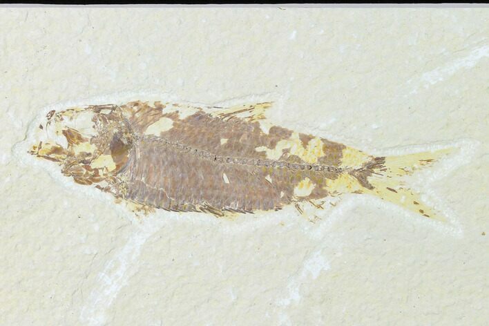 Fossil Fish (Knightia) - Wyoming #148582
